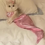 kf Sea0966224f9f4d2bb1c567251316d3854