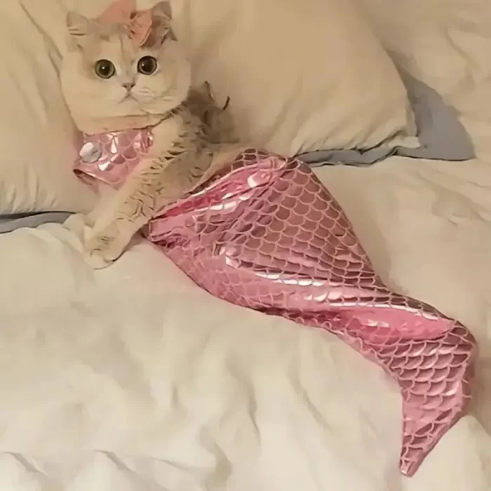 kf Sea0966224f9f4d2bb1c567251316d3854